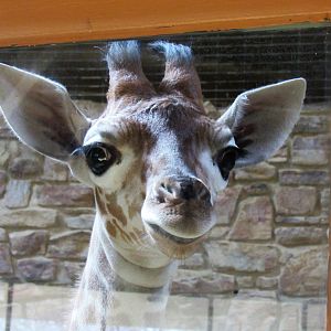 6 week old giraffe calf (Willow)