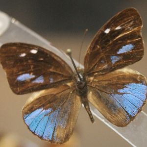 Hewitsonia kirbyi - Female