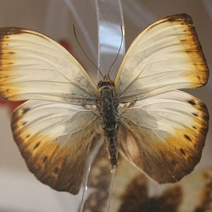 Cymothoe hyarbita - Male