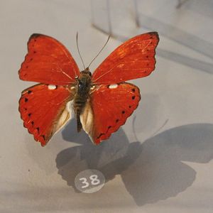 Cymothoe excelsa - Male