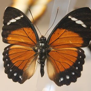 Euphaedra eleus - Male