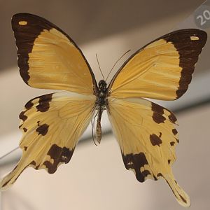 Papilio dardanus