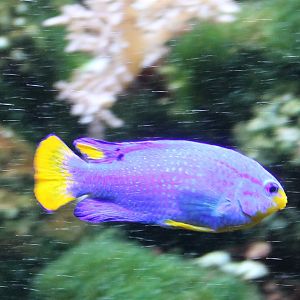 Damselfish