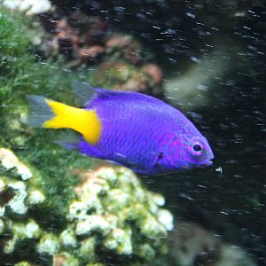 Damselfish