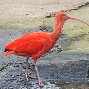 Scarlet ibis