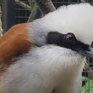 White-crested laughing thrush