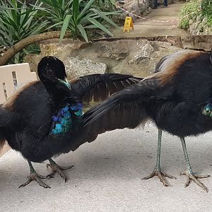 Displaying Trumpeters