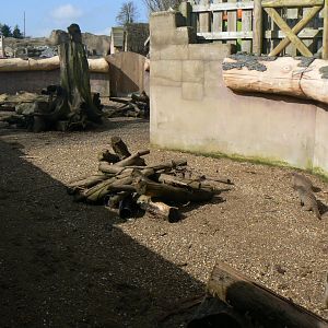 Part of the Banded Mongoose Enclosure - 23 March 2017