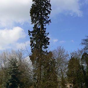 Redwood Tree (amongst others) - 23 March 2017