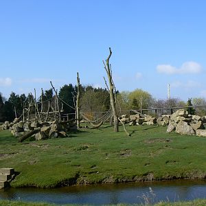 Hamadryas Baboon Enclosure - 23 March 2017