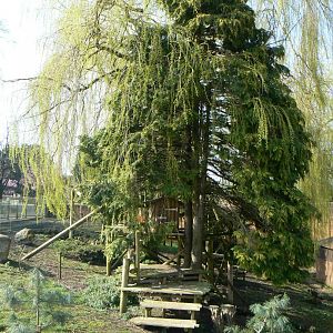 Red Panda Enclosure - 23 March 2017