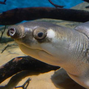 Fly River Turtle - 23 March 2017