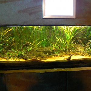 Anderson's Salamander Aquarium - 23 March 2017