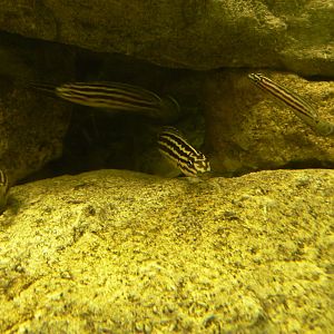 Golde Julie - 23 March 2017