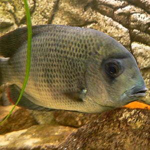 Pinstripe Damba - 23 March 2017