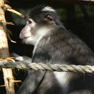 White-naped Mangabey - 23 March 2017