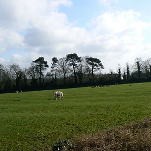 View of Part of the Antelope Paddock - 23 March 2017