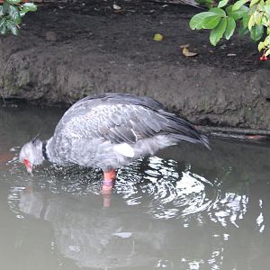Crested screamer