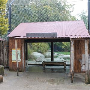 Viewing-window Lions