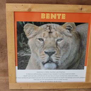 Lion ID-sign