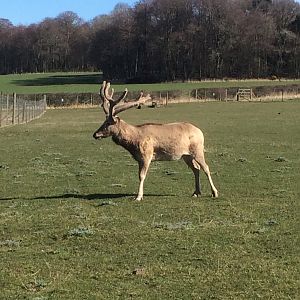Pere David's deer stag