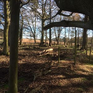 Wooded portion of European moose enclosure