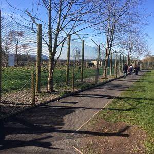 Pathway in front of brown bear enclosure