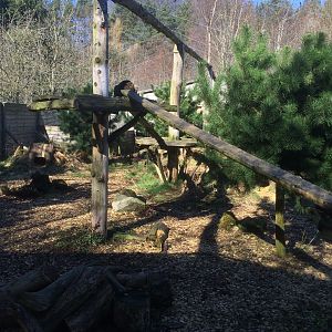 Interior Scottish wildcat enclosure