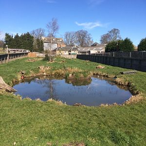 Asiatic small clawed otter enclosure