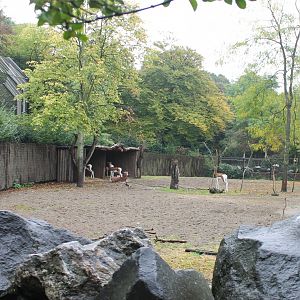 Mhorr gazelle-enclosure