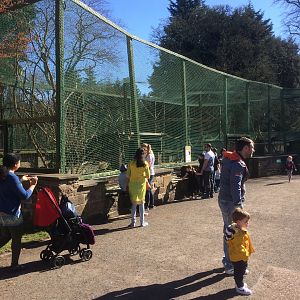 Ring tailed & red bellied lemur exhibit