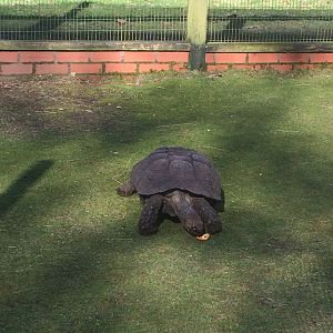 Burmese brown tortoise