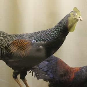 Bird Museum - Green junglefowl