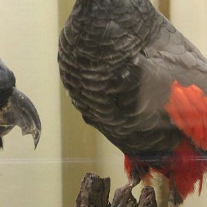 Bird Museum - Pesquets parrot