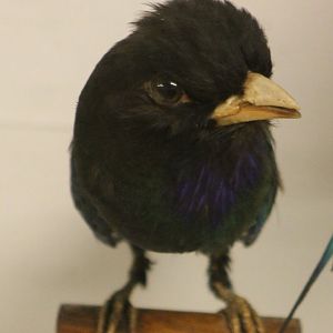 Bird Museum - Dollarbird