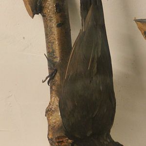 Bird Museum - Black woodpecker