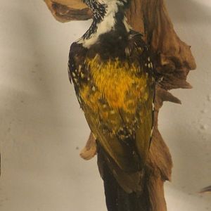 Bird Museum - Greater golden-backed woodpecker