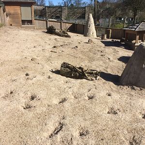 Meerkat enclosure