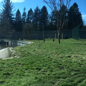 Brown bear enclosure