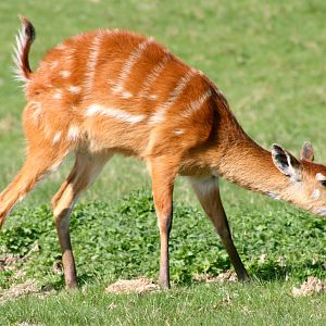 Sitatunga; Whipsnade; 25th March 2017