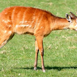 Sitatunga; Whipsnade; 25th March 2017