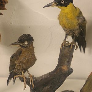 Bird Museum - Green red-backed woodpeckers