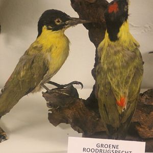 Bird Museum - Green red-backed woodpecker
