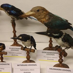 Bird Museum - Kingfishers