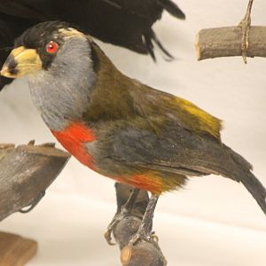 Bird Museum - Toucan barbet