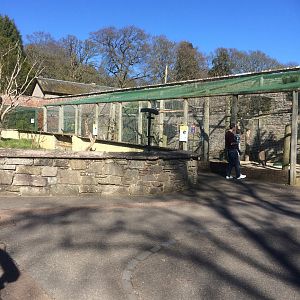 Aviaries for great grey & Ural owls