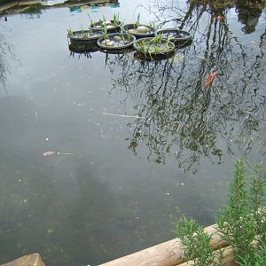 18/3/2017 view of Koi pool