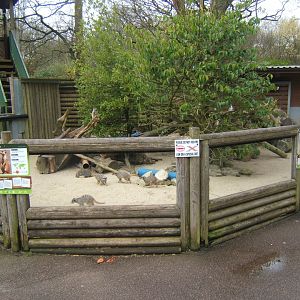 18/3/2017 View of one of the Meerkat enclosures