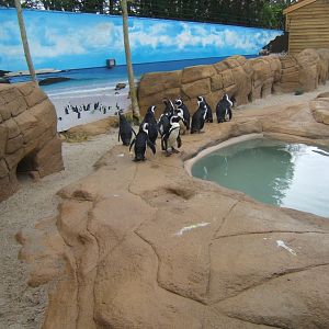 18/3/2017 Black-footed Penguins