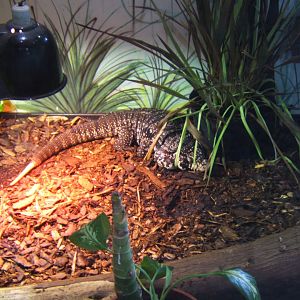 18/3/2017 Argentine Black and White Tegu